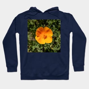 Orange POP! Hoodie